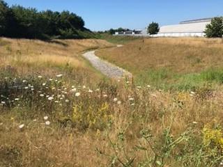 Wildflowers in field